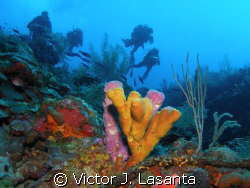window dive site in parguera area..PUERTO RICO..... by Victor J. Lasanta 